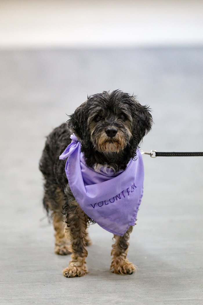 Hospice volunteer dog